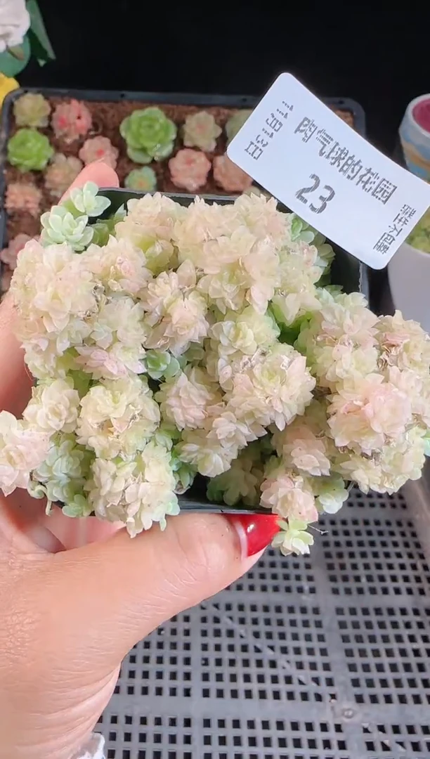 1113-23群生不包整