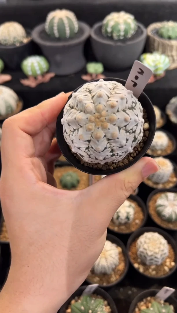 实生根星兜编码217