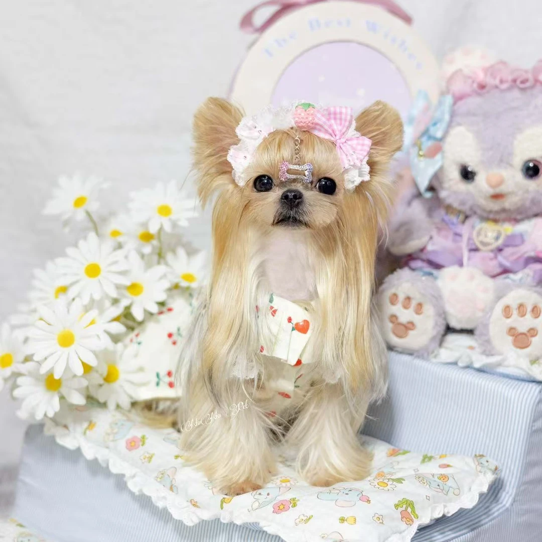 得宠家约克夏马尔济斯伴侣犬女朋友礼物温顺乖小狗甜美小型犬