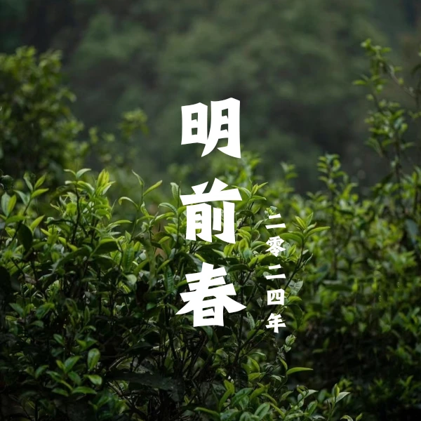 【支书优选】2024年 邦旭 明前春 古树普洱生茶 散茶