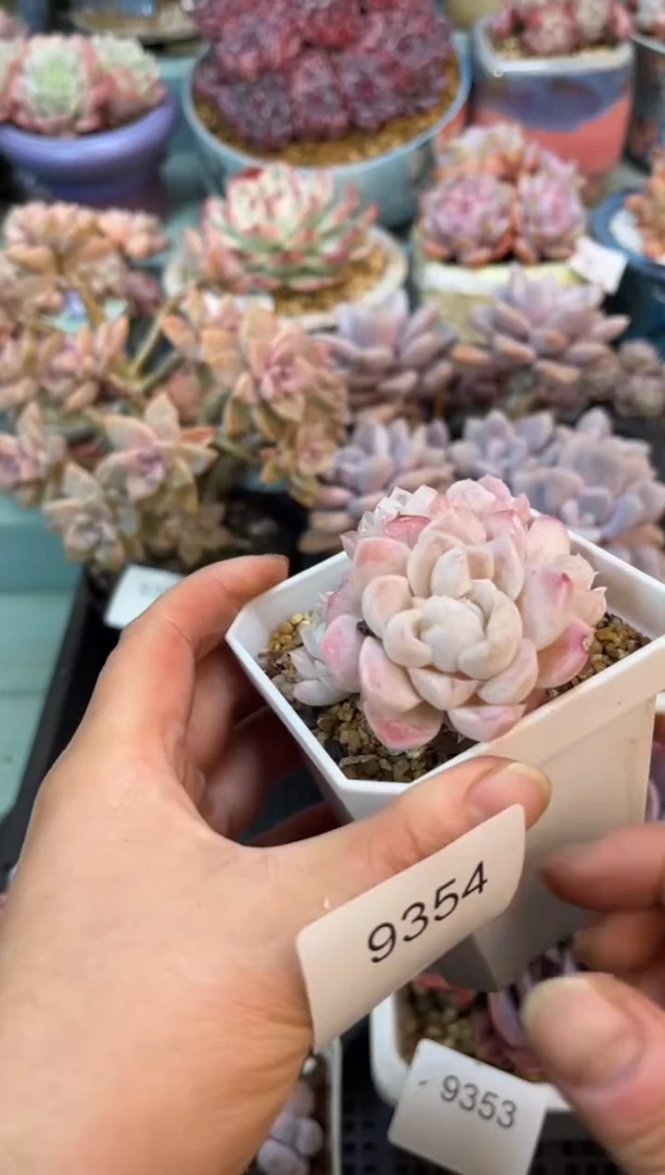 9354群生白月影多肉