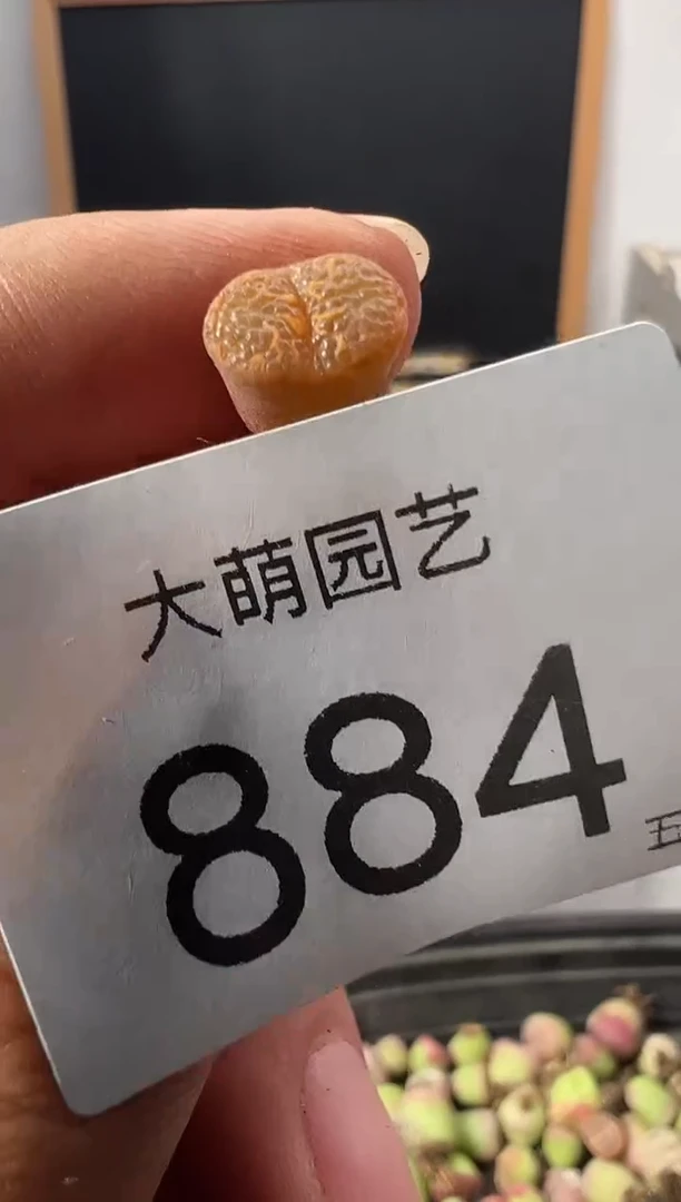 一物一拍       --884