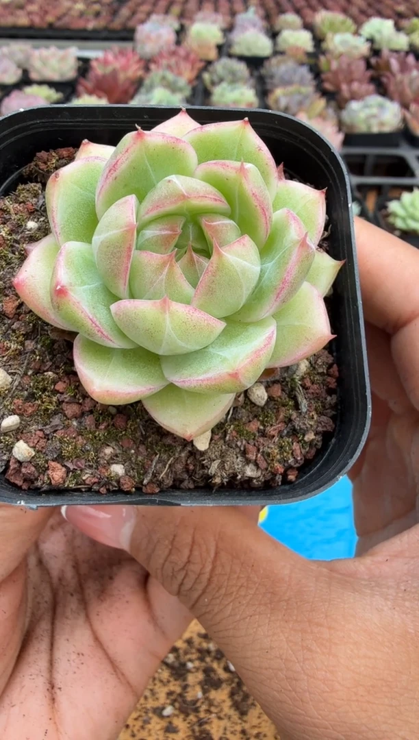 东云多肉园二店-313