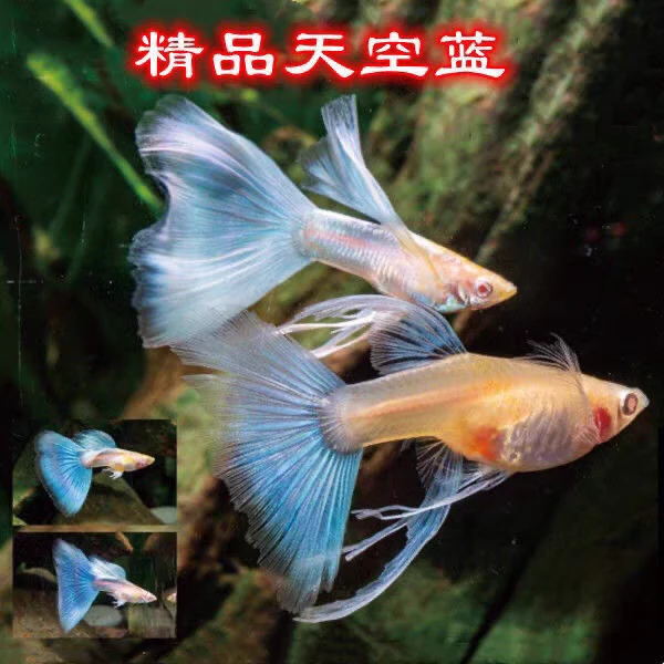 【蓝白缎带】纯种孔雀鱼2条+1条路损鱼易繁殖观赏鱼淡水小型热带鱼