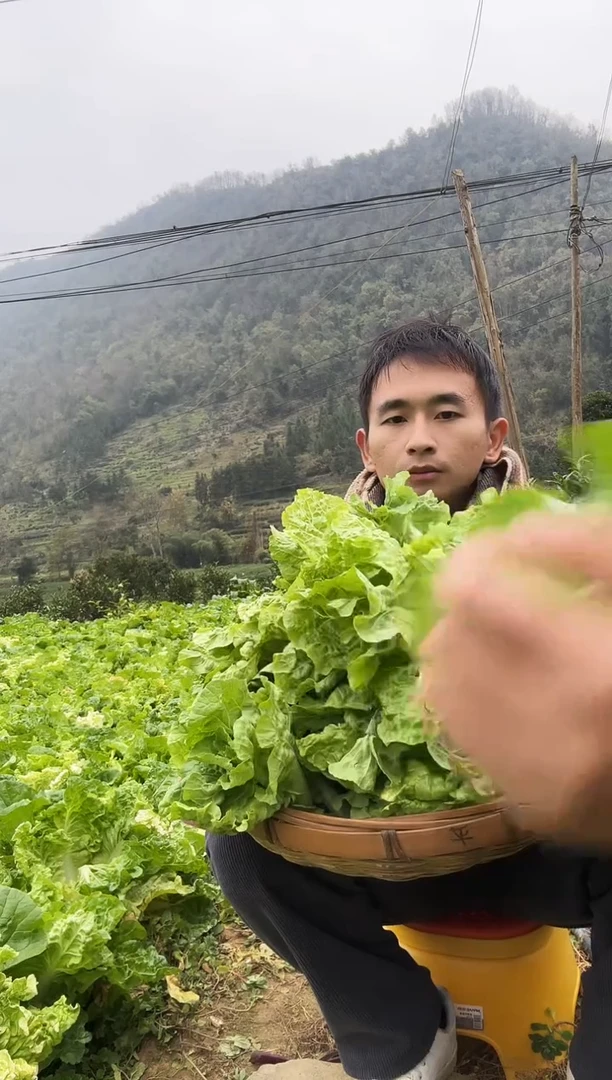 白菜中国大陆农家露天新鲜白菜苔