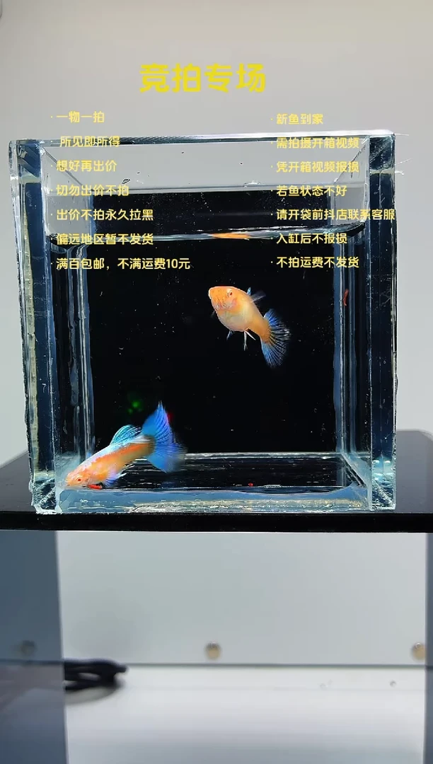 孔雀鱼蓝白一对-82