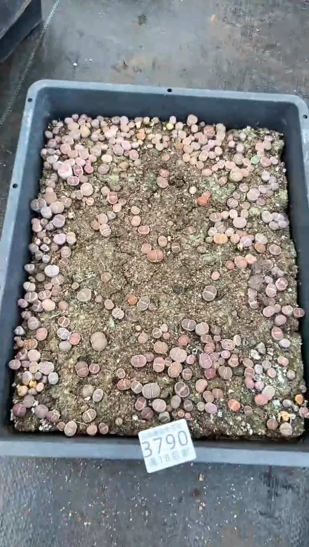 3790特价寿丽玉框有疤瑕疵带土不带盆发货