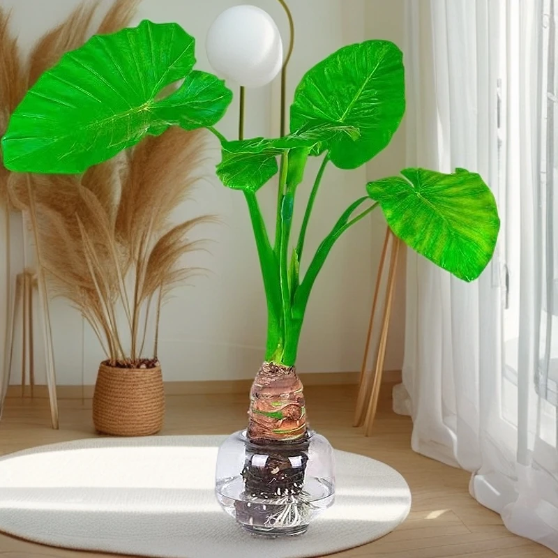 庭院网红室外室内大型盆栽茶室结果滴水观音绿植室内冬季绿植盆栽