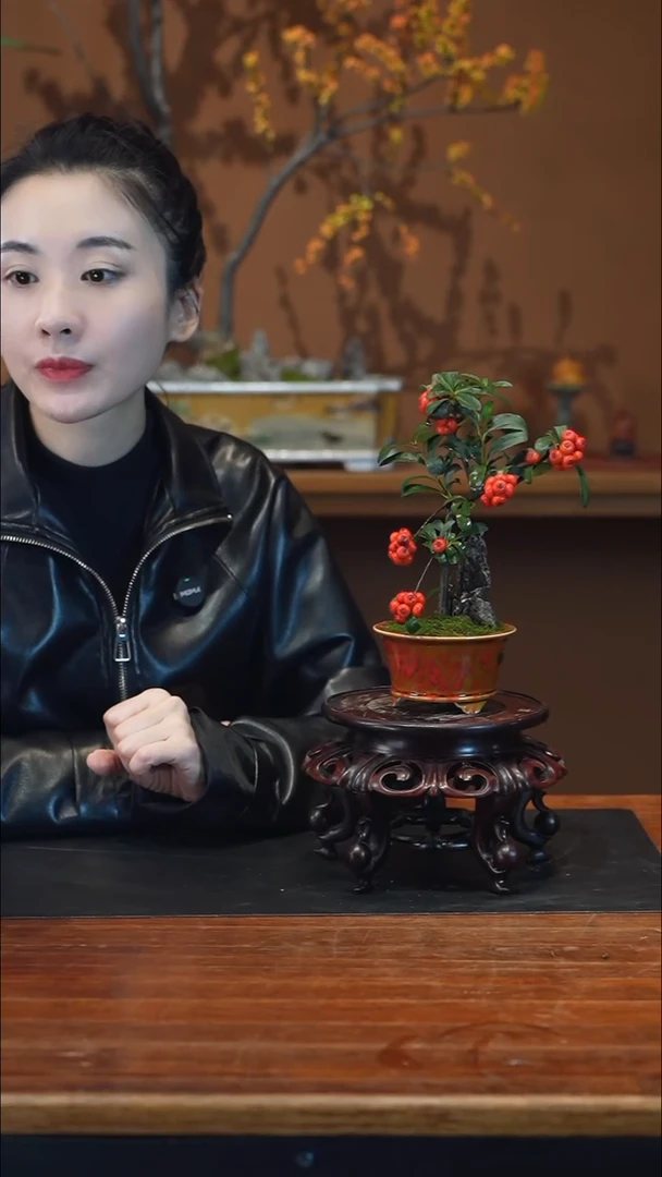 全部花朵火棘盆景盆景盆景