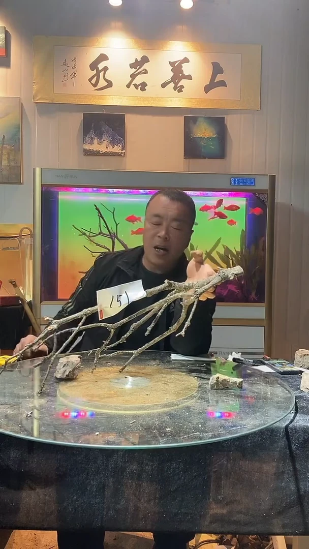 151号天然黄栎木