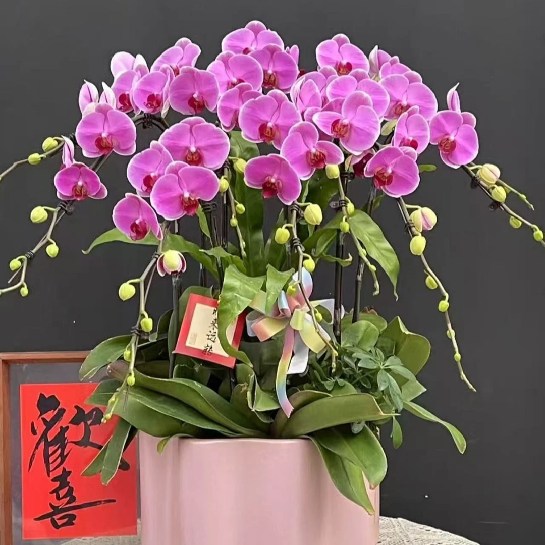 稀少品种 【无语伦比】蝴蝶兰  带花剑 叶片微暇