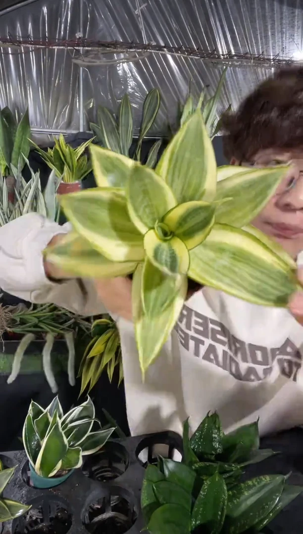 【闪购商品】哈尼带盆土9.9