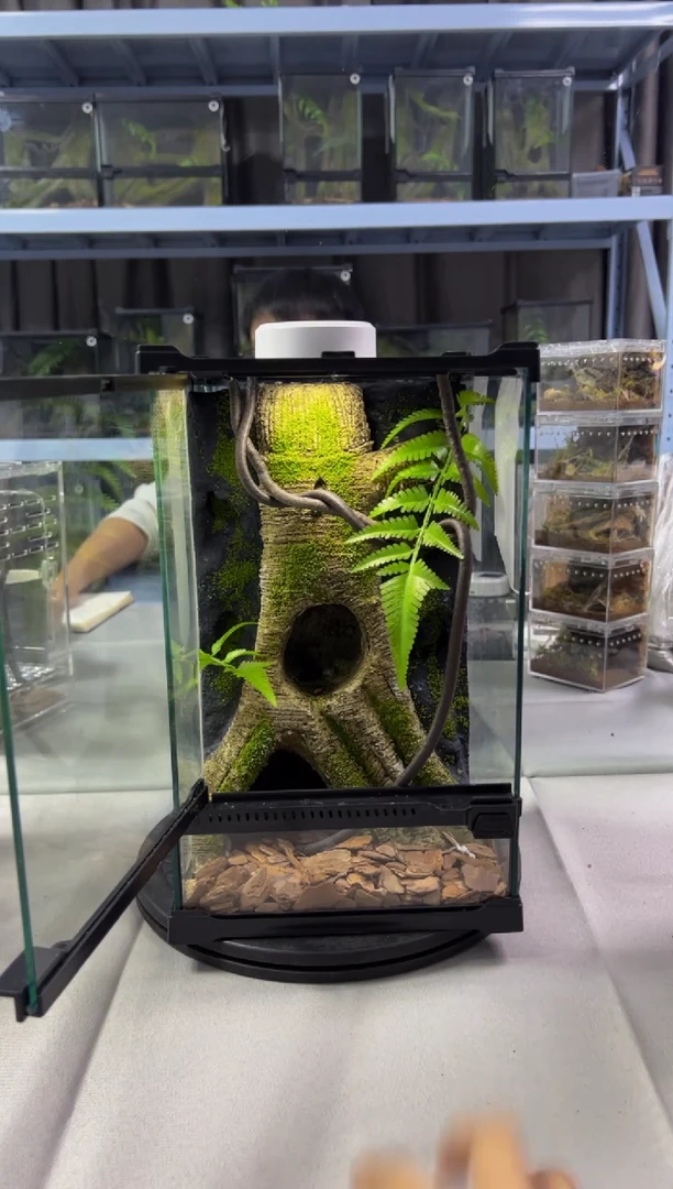玻璃聴【长20宽20高30】爬宠造景缸睫角守宫树栖蜘蛛饲养箱爬虫缸