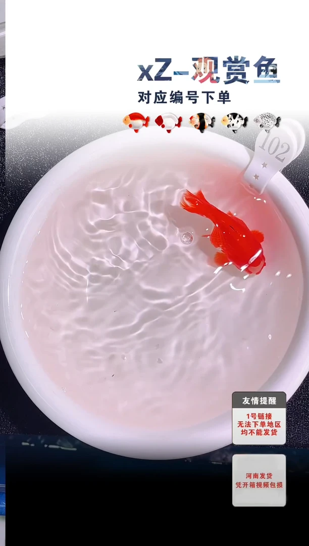 金鱼包装必拍未拍顺丰到付102号