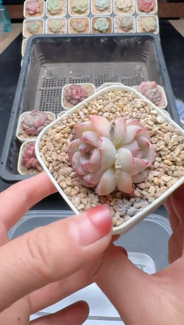 【闪购商品】630A多肉带盆土6.5杯当天拍3颗包柚