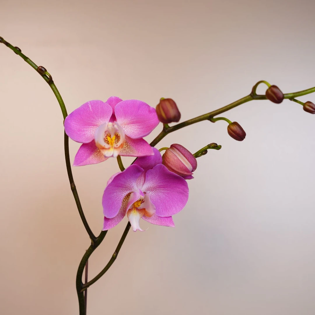 朝暮里蝴蝶兰（布隆迪3.0寸）带花苞花苞珠发货