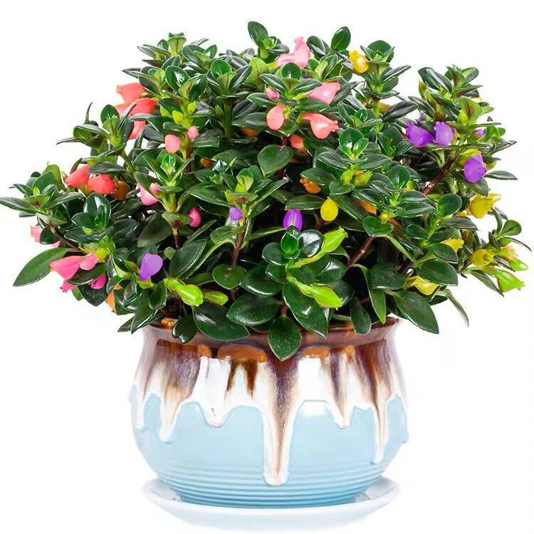 金鱼花吊兰盆栽室内桌面办公室植物净化空气鱼花茑萝ins简约绿植