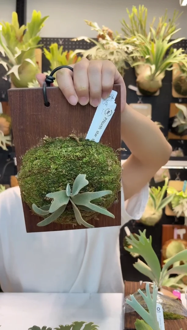 无花朵北极星侏儒鹿角蕨孢子苗