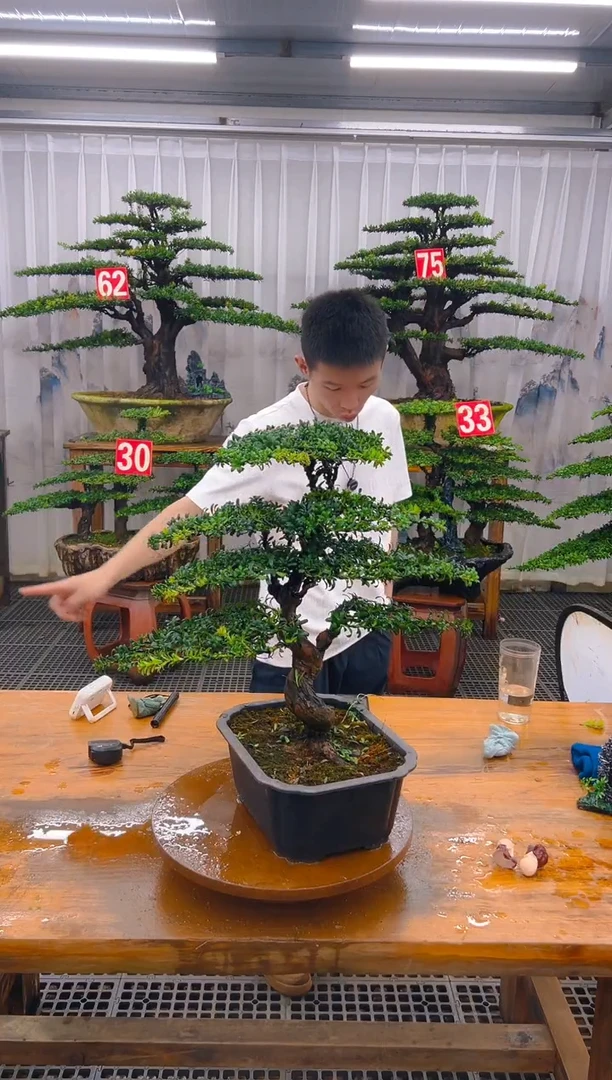 无花朵精品盆景直播间一物一拍