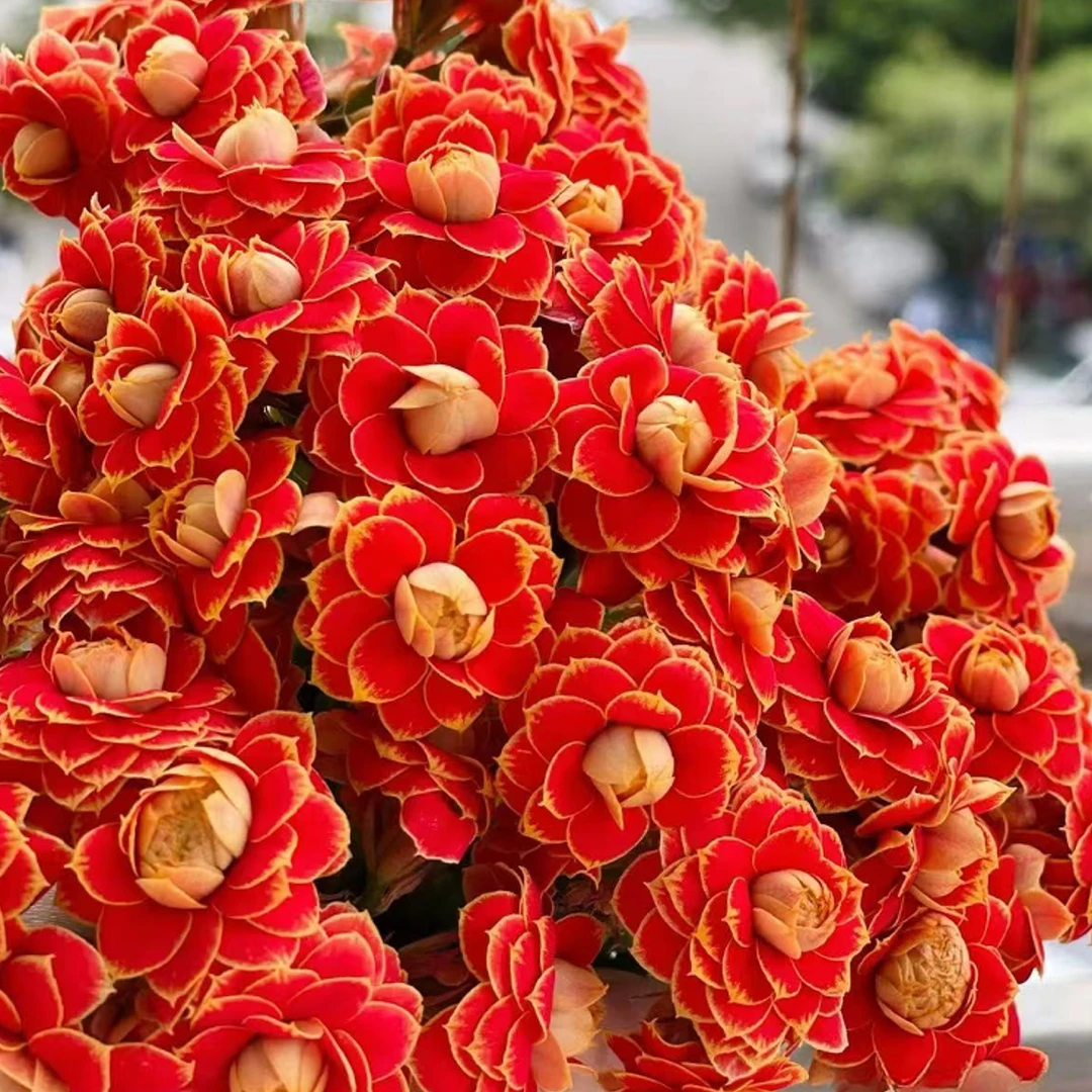 【金狐狸】长寿花四季开花阳台盆栽大花重瓣花卉植物