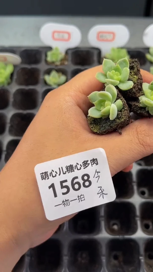 1568 今禾多肉植物