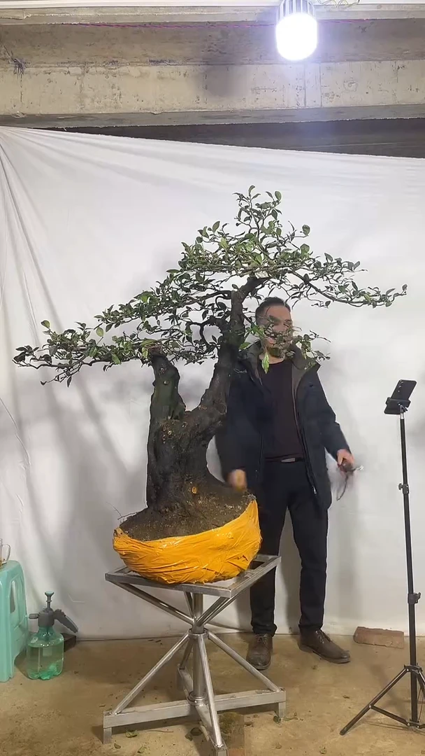 以实际为准金弹子 盆栽 盆景 一物一拍