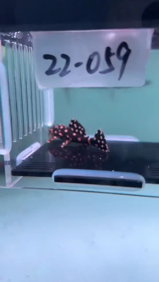 清道夫鱼托**达22-059龙钻坦克 1条