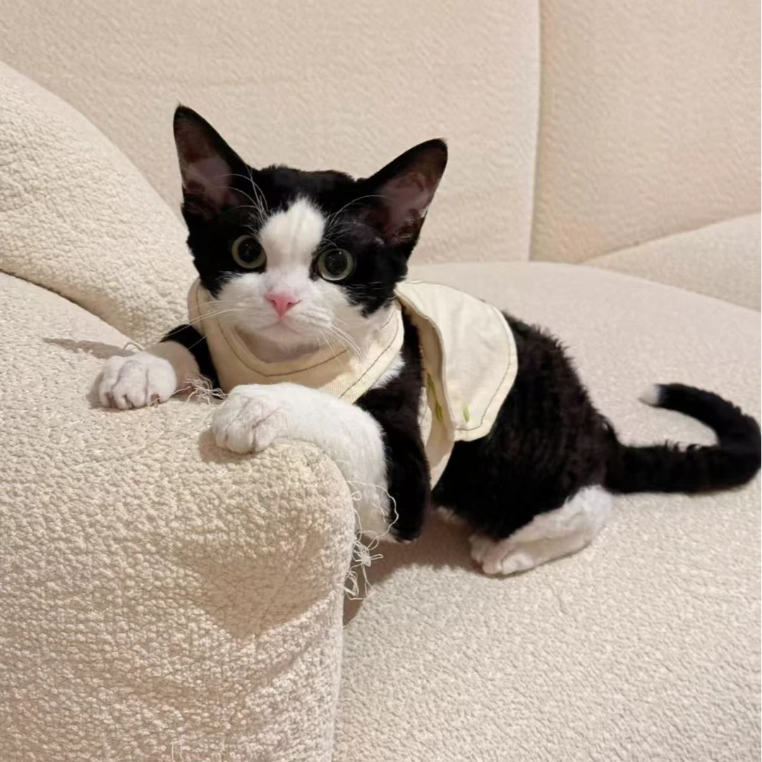 【超哥德文猫舍】活体宠物