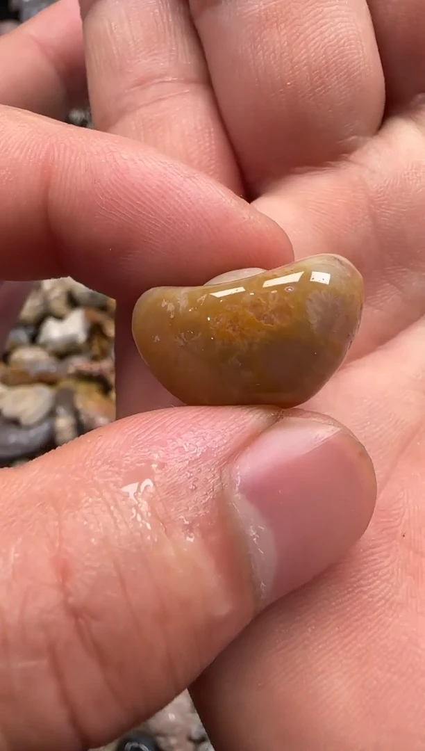 【闪购商品】硅化珊瑚（珊瑚玉）颈饰未镶嵌455