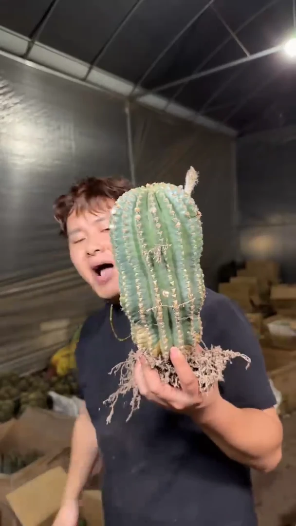 大号 实生根 黑金刚 不指定带崽