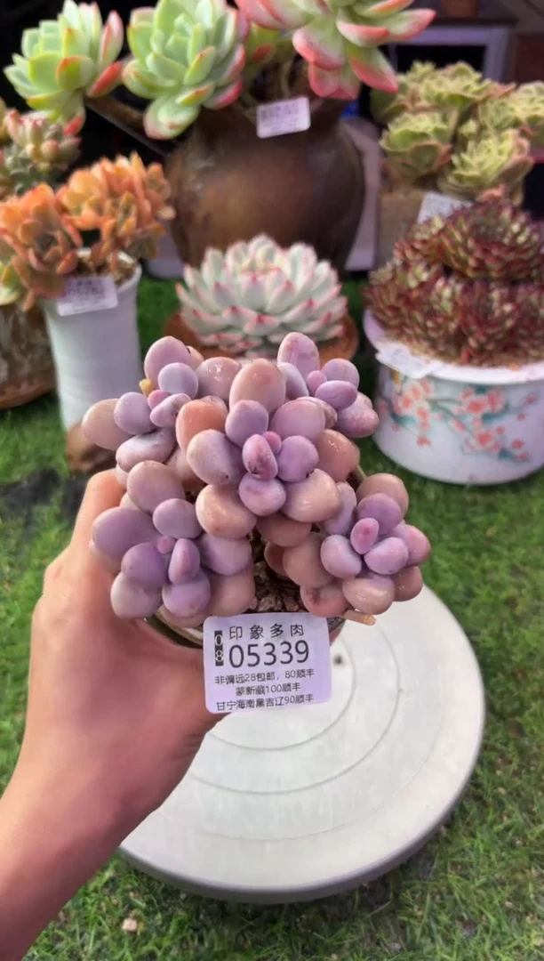 昆明印象多肉05339