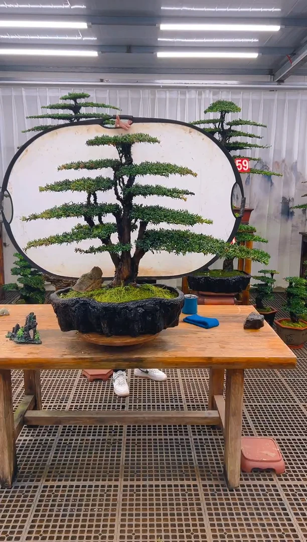 无花朵真**？精品盆景直播间一物一拍