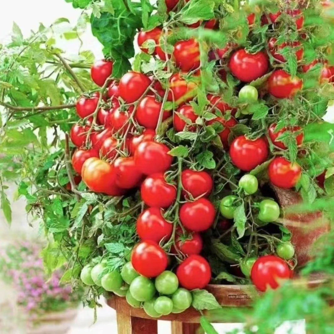 【拍2送1】俏佳人小西红柿种子 家庭种植 盆栽地栽均可