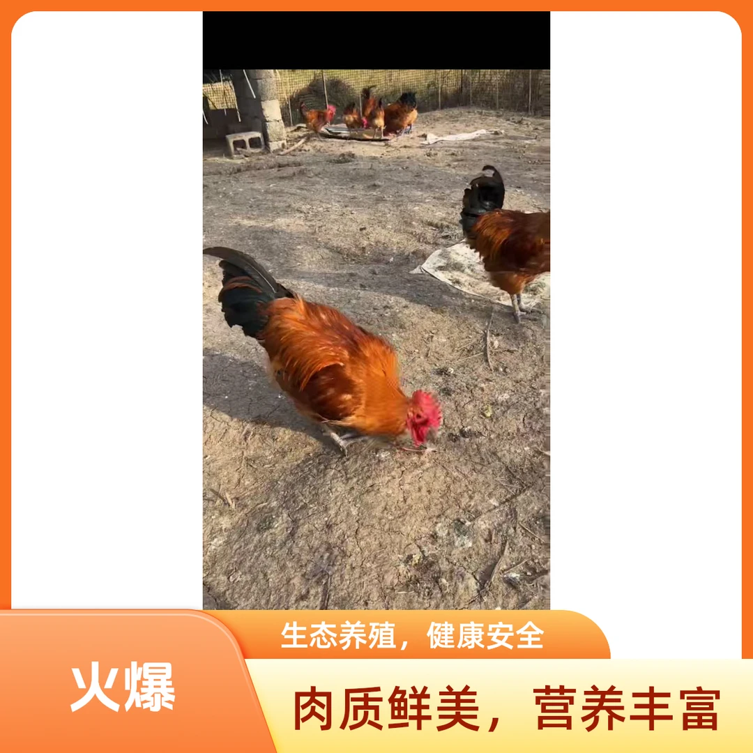 （直播间称重链接）一物一拍 散养散放粮食鸡淮南草鸡土公鸡 7个月大公鸡（默认不发血和肠）