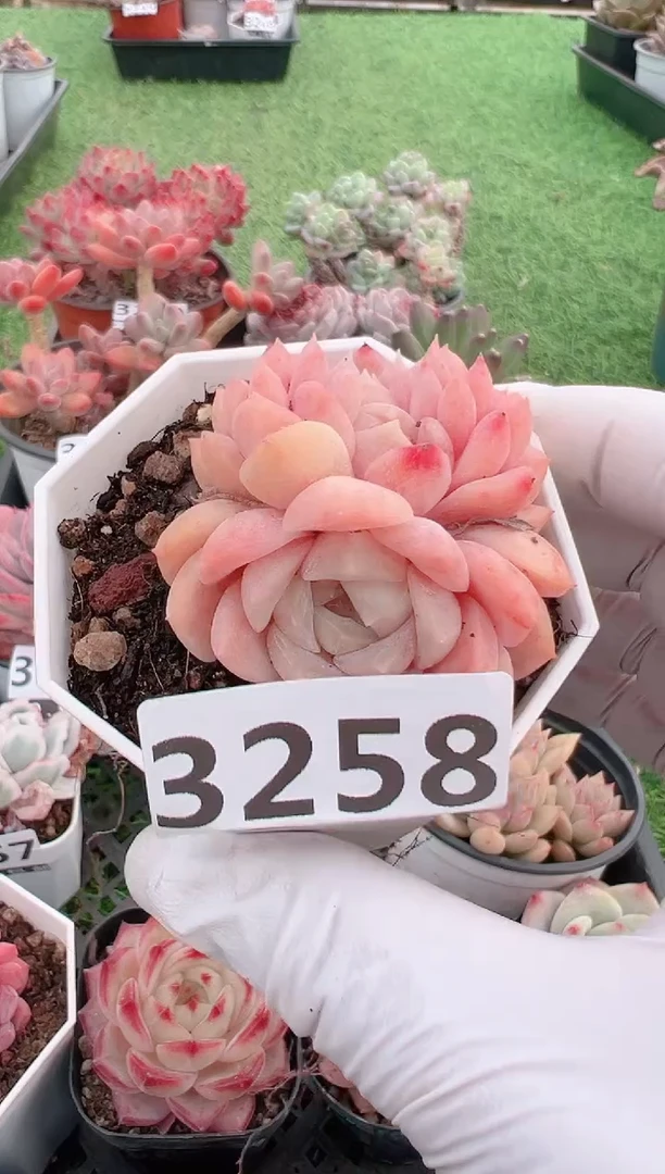 【闪购商品】信福多肉一物一拍