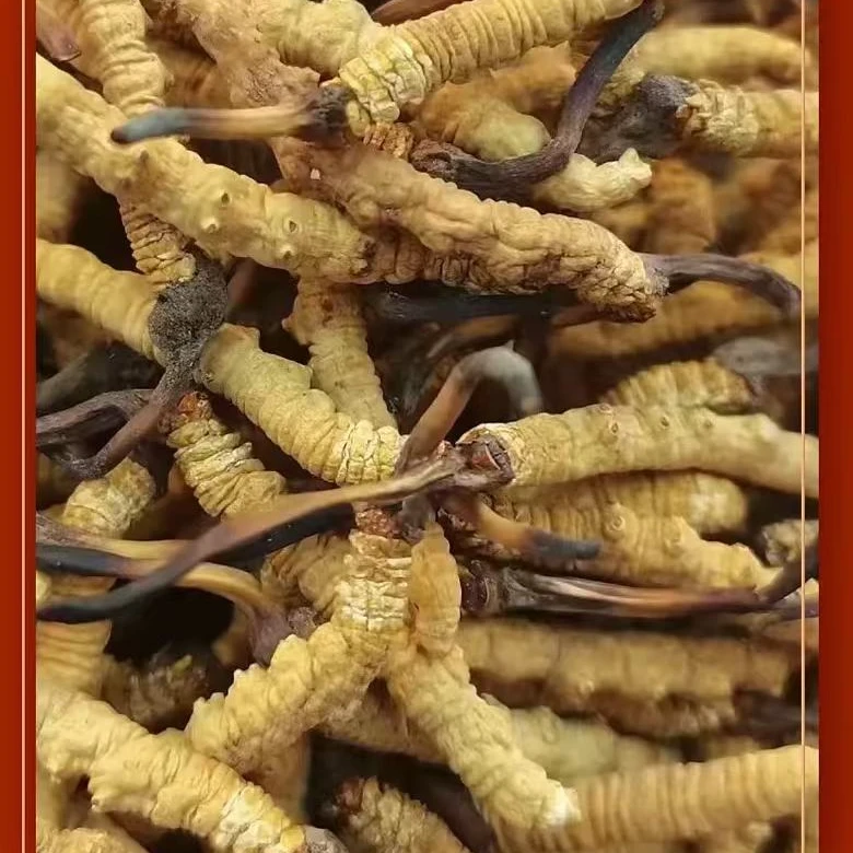 高海拔纯野生冬虫夏草（断草）