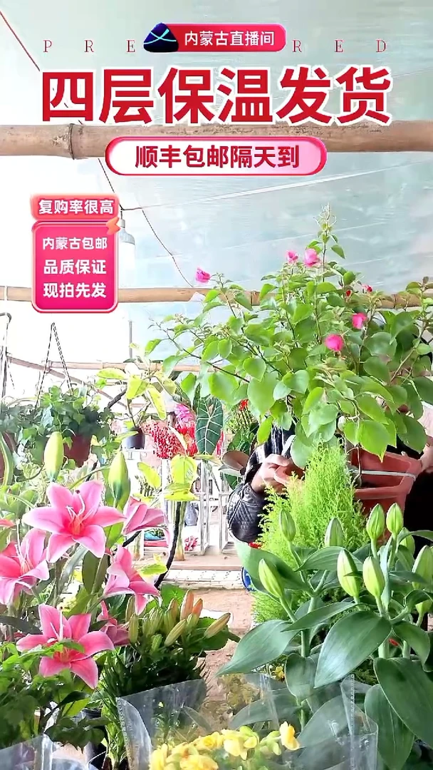 完全开放大颗三角梅