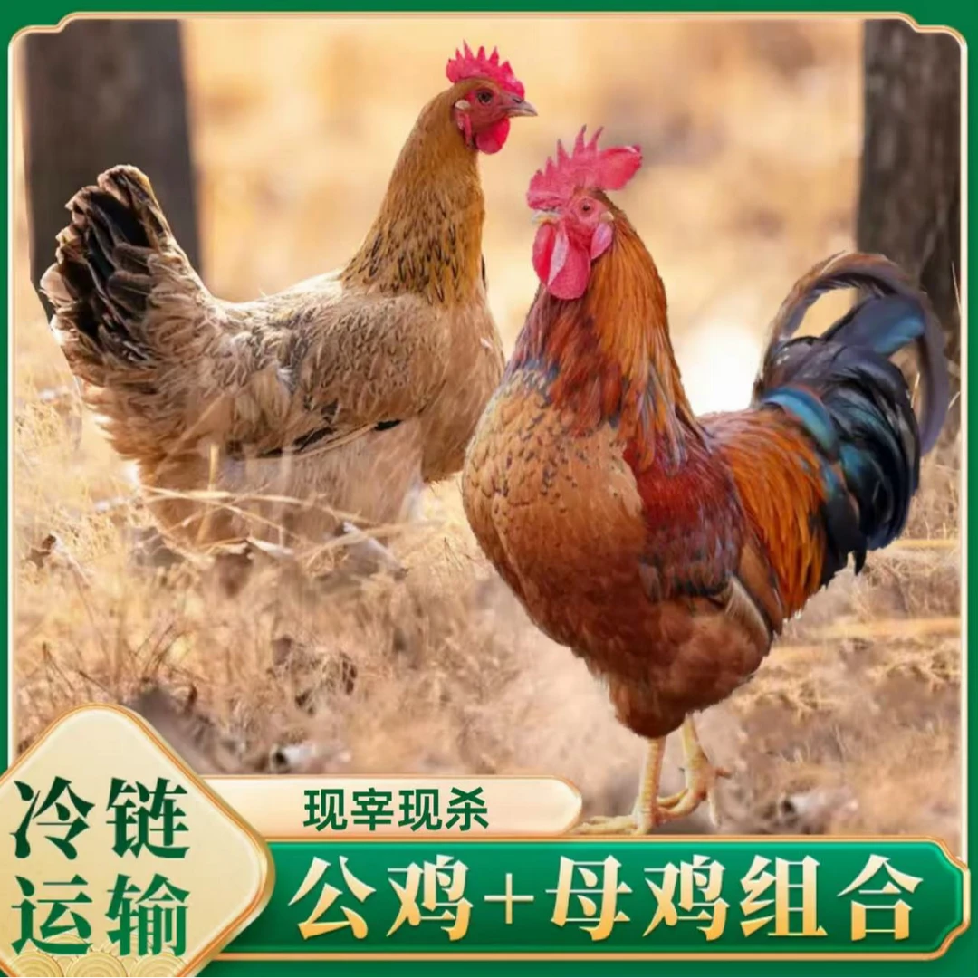 散养大公鸡1只+母鸡1只现宰极速锁冻现货速发次日达【二姐】