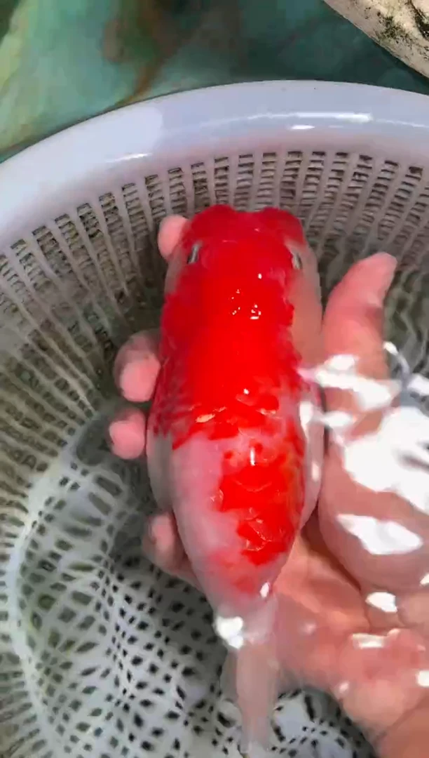 金鱼（运费自理，马印灯照射）福州追鱼兰寿金鱼
