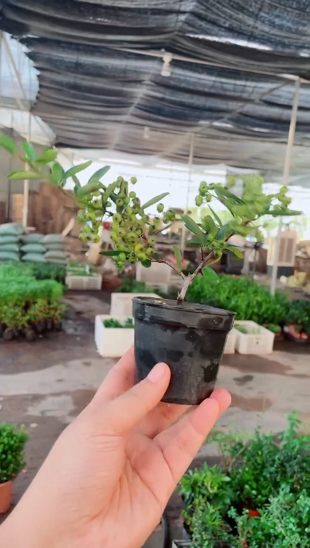 当前无花栽培后可以开花火棘带果发货