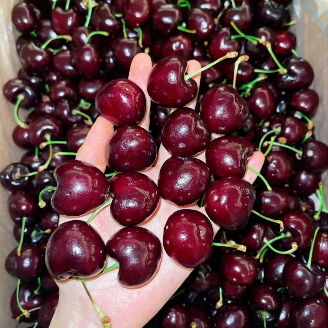 178元一整箱智利桑提娜2JD车厘子 5斤装 劲爆来袭 嘎嘣脆