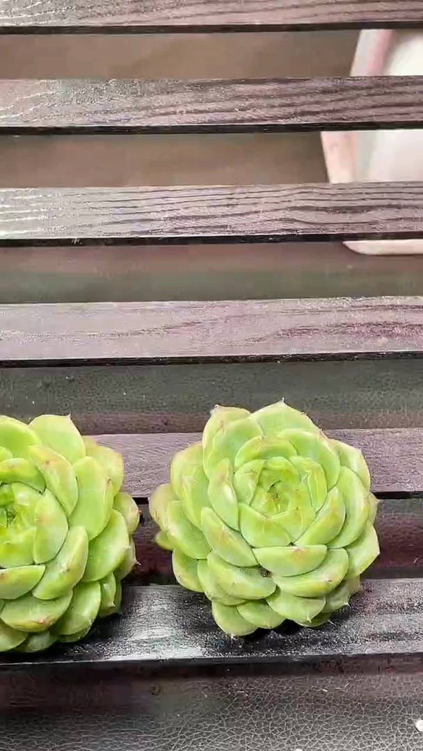 38-22 翡王2号4-5厘米量拍发一颗