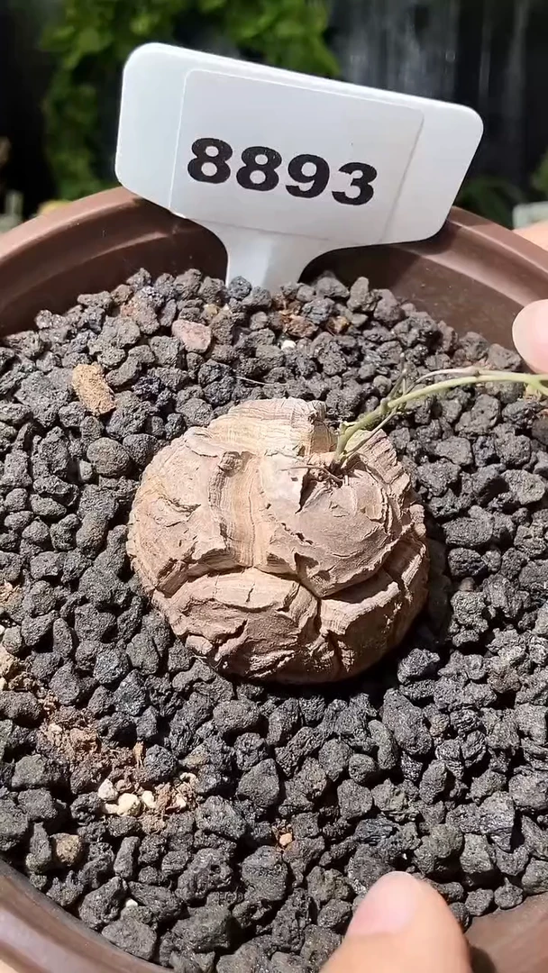 8893号1111甄选单颗南非龟甲龙