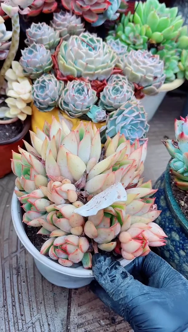 27087多肉植物一物一拍