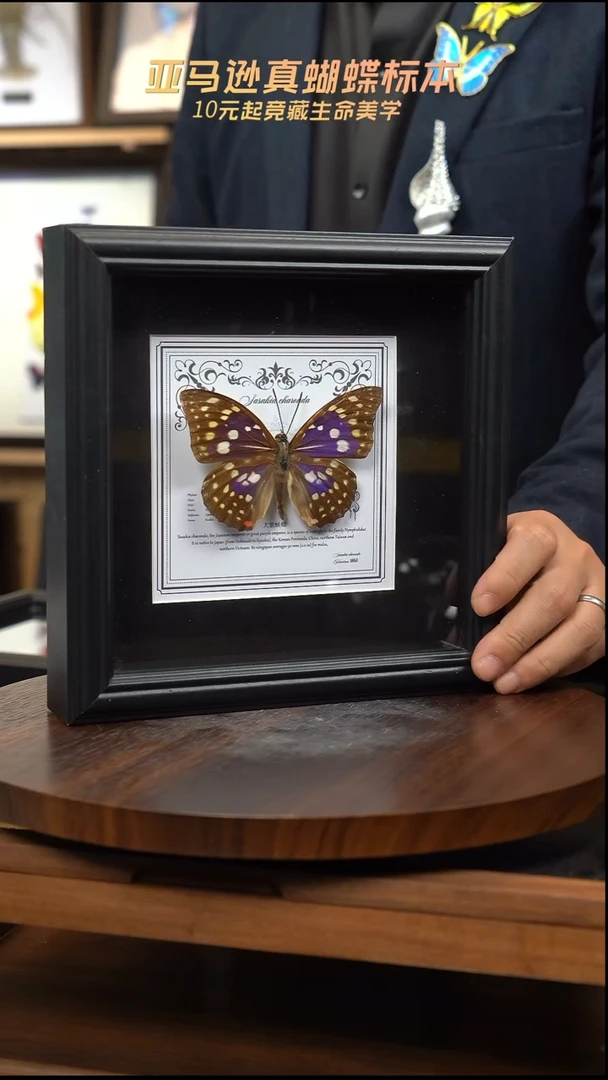 大紫蛱蝶盲盒版7寸欧式方框