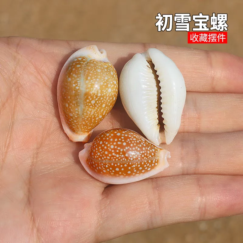 初雪宝螺天然稀有海螺贝壳稀有收藏标本螺鱼缸造景装饰家居小摆件