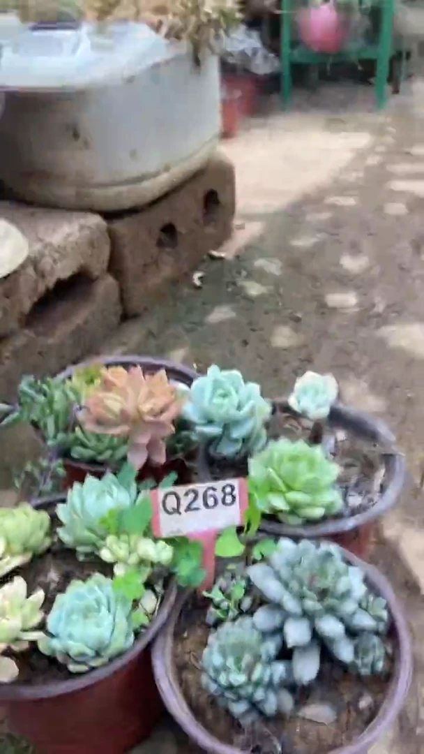 Q268多肉组合默认脱土发货