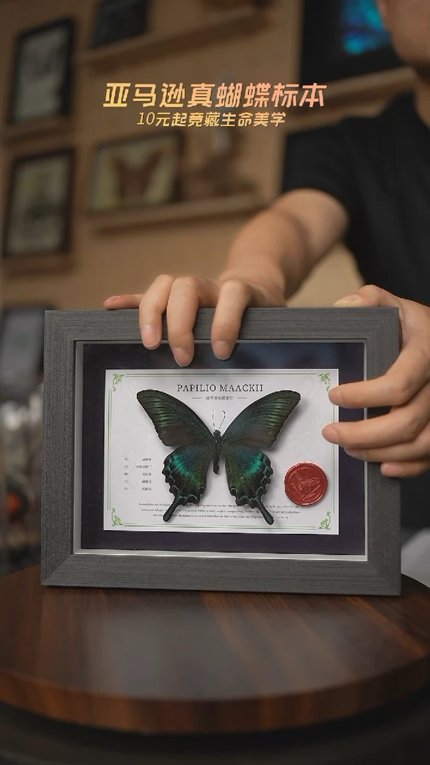 有机玻璃绿带翠凤蝶