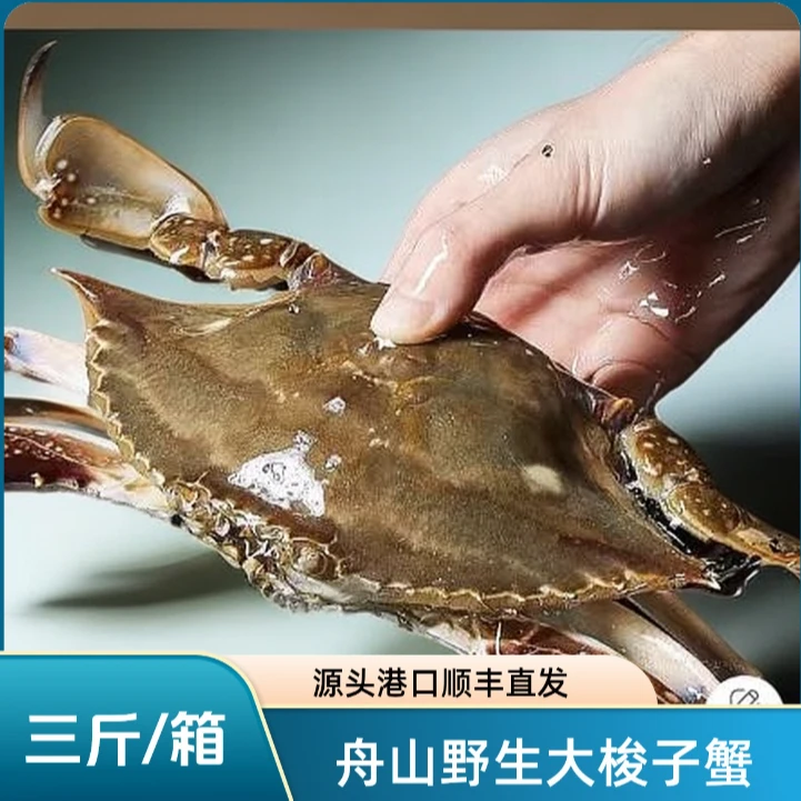 【特大号母蟹】野生梭子蟹三斤 4-6两/只（到手6-7只）舟山海鲜【冻蟹】