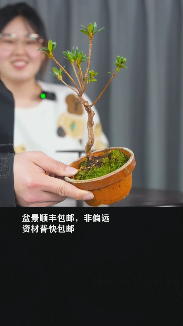 【闪购商品】-杜鹃-V10